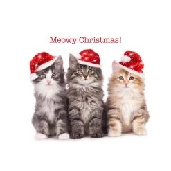 Best deal 🤩 JAM Paper Season's Greetings Holiday Cat Assortment Cards Set, 25ct. ⌛ -Jam Paper Shop D375336S 3