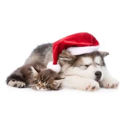 Best deal 🤩 JAM Paper Season's Greetings Holiday Cat Assortment Cards Set, 25ct. ⌛ -Jam Paper Shop D375336S 5